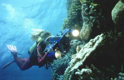 CROCODILE FISH - Palau, Micronesia, Pacific Ocean ~ id# aquawoman GB003